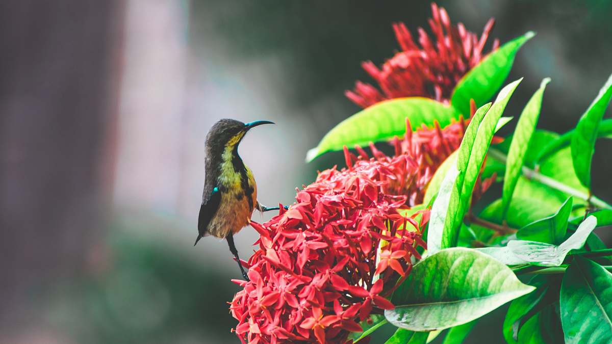bee eater selective focus photography of gray and brown bird on red ixory plant hummingbird